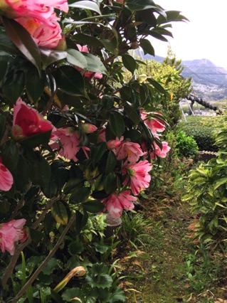 Camellia Blossom