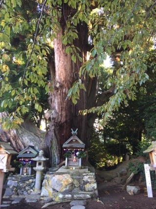 1400 Year Old Kitayama Sugi